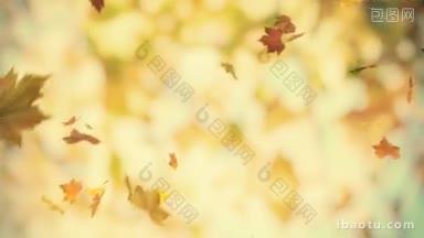 秋天飘落的树叶循环动画背景
